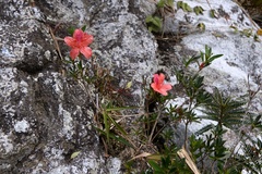 Rhododendron hainanense