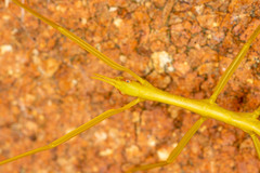 Didymuria violescens
