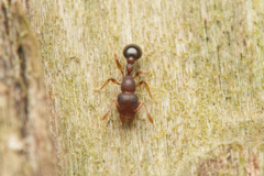 Tetramorium lanuginosum
