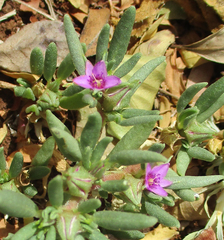Sesuvium hydaspicum