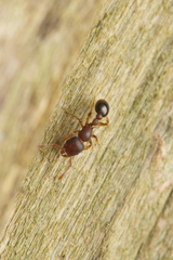Tetramorium lanuginosum