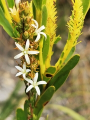 Wahlenbergia axillaris