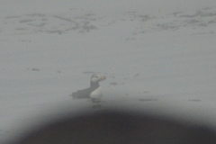 Fratercula corniculata