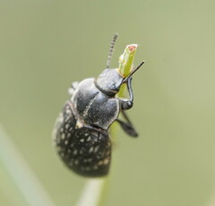 Lepispilus rotundicollis