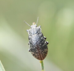 Lepispilus rotundicollis
