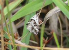 Dichromodes stilbiata