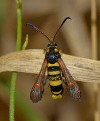 Synanthedon theryi