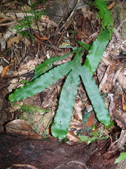 Dendroconche latilobata