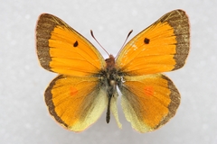 Colias thisoa