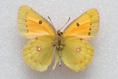 Colias thisoa