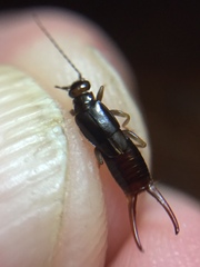 Nesogaster halli