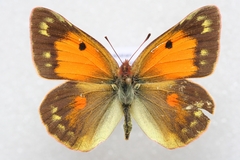 Colias romanovi