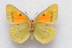 Colias romanovi