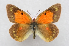 Colias romanovi