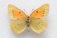 Colias romanovi