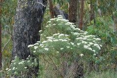 Cassinia longifolia