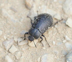 Lepispilus rotundicollis
