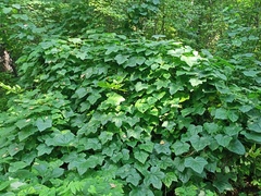 Menispermum dauricum