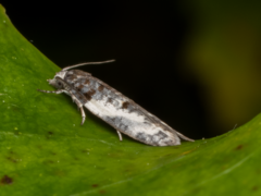 Prothelymna niphostrota