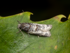 Prothelymna niphostrota