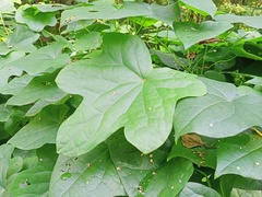 Menispermum dauricum