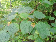 Acer tegmentosum