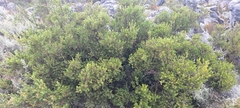 Diospyros glabra