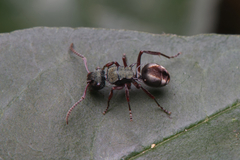 Polyrhachis hookeri