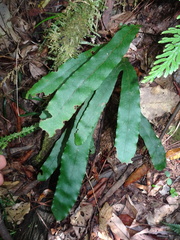 Dendroconche latilobata