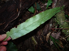 Dendroconche latilobata