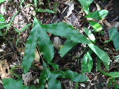 Dendroconche latilobata