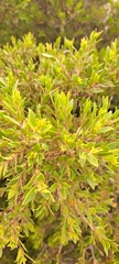 Diospyros glabra