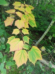 Acer tegmentosum