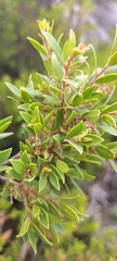 Diospyros glabra