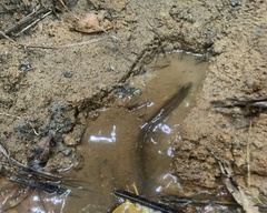 Monopterus javanensis