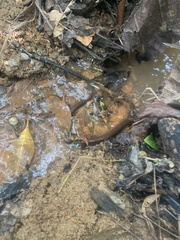 Monopterus javanensis