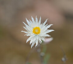 Helichrysum leucopsideum