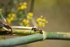 Eumenes mediterraneus