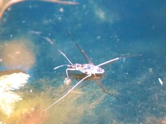 Limnogonus fossarum