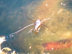 Limnogonus fossarum