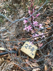 Dipodium pardalinum