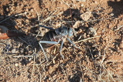 Acanthoplus discoidalis