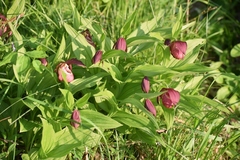 Cypripedium
