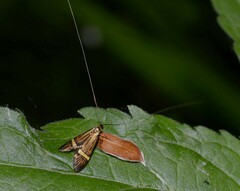 Nemophora degeerella