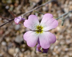 Malcolmia littorea