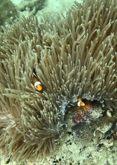 Amphiprion ocellaris
