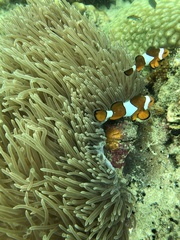 Amphiprion ocellaris