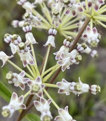 Asclepias longifolia