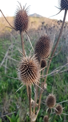 Dipsacus sativus