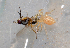 Anaphalantus longicornis